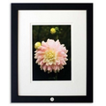 Art Print - "Dahlia Pink" by Victoria Fenninger